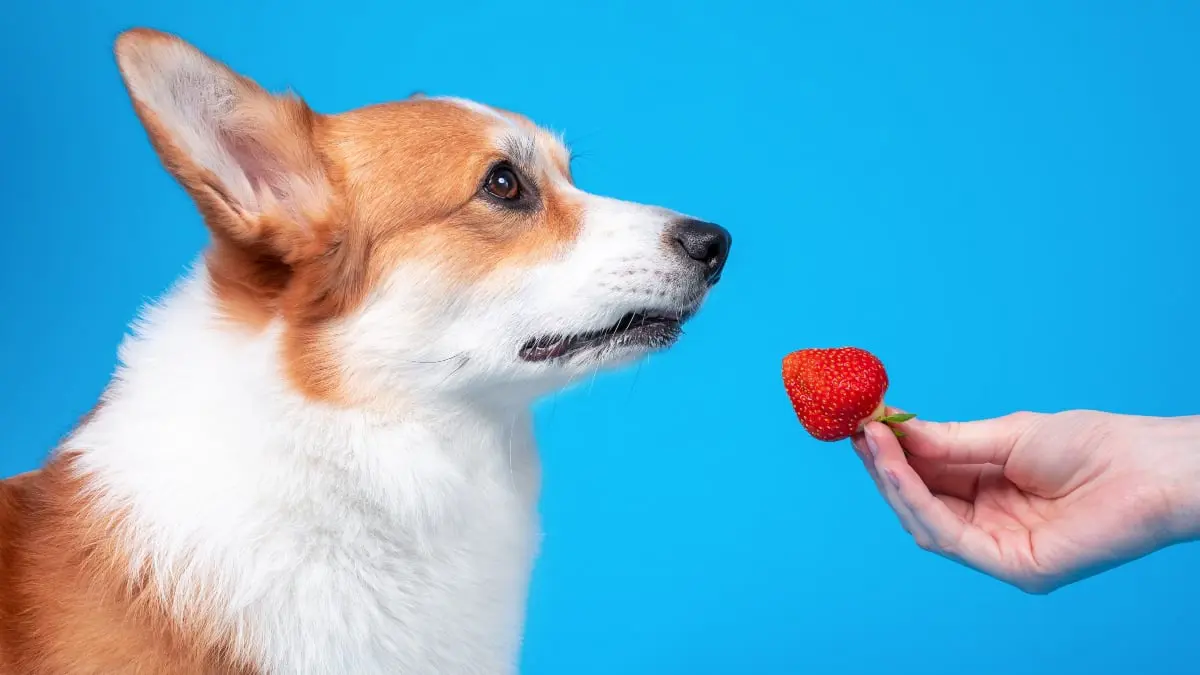 هل يمكنك إطعام كلبك "الفراولة"؟