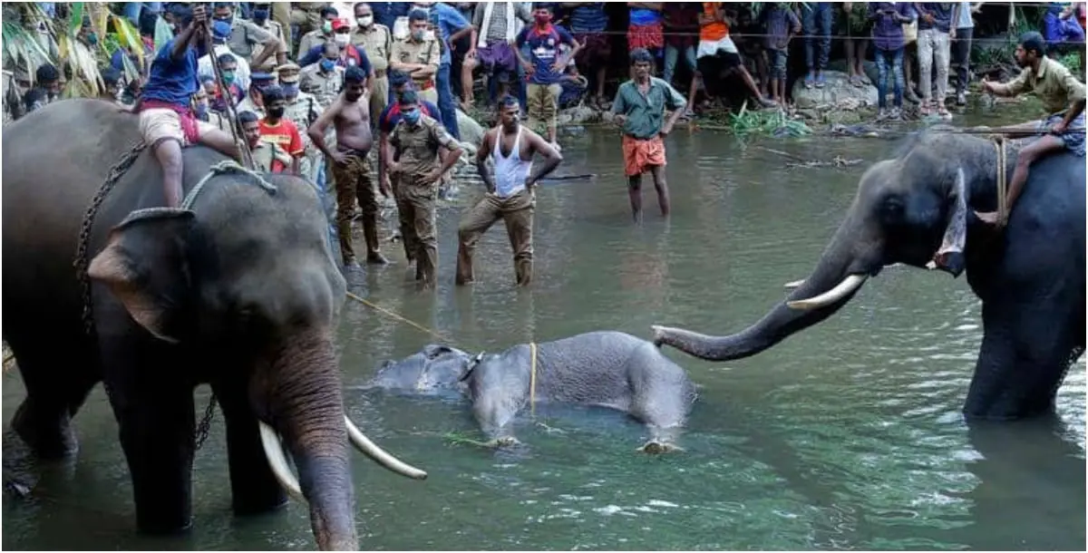 تطور جديد بشأن "الفيل والأناناس المفخخ".. الواقعة التي هزت العالم