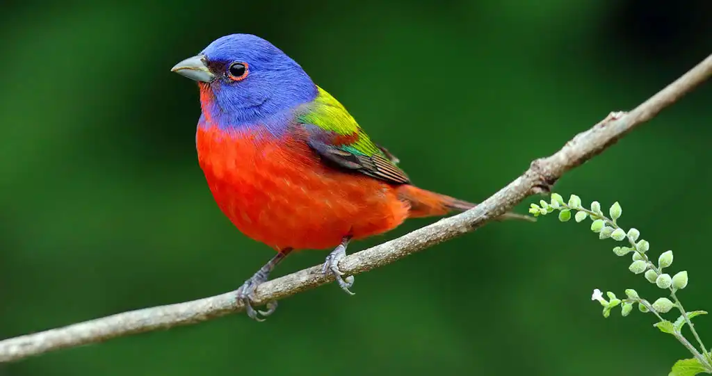 عصفور