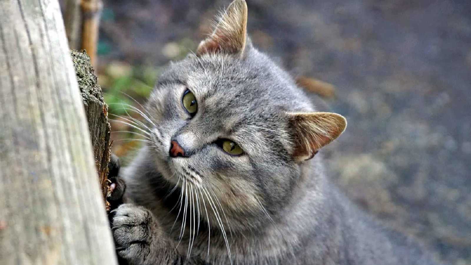قط يفارق الحياة أثناء إنقاذ صاحبه من حريق