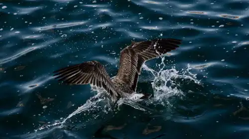 تفسير حلم غوص الطيور في الماء والتكيف مع التحديات
