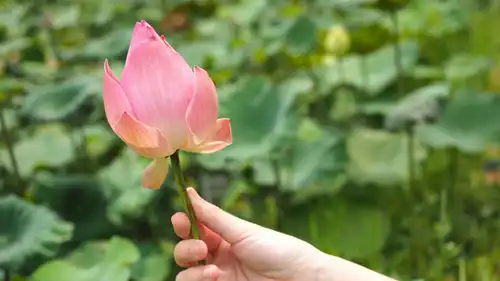 قطف زهور اللوتس في المنام.. ما دلالاته للعزباء والمتزوجة والرجل؟