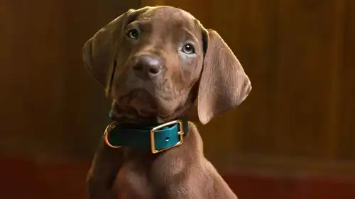 سكوبي دو في مسلسل Scooby-Doo: Origins - نتفليكس