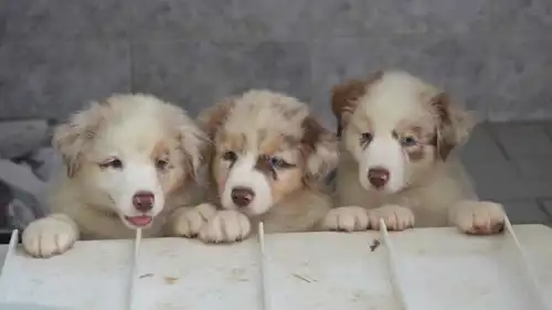 ما هي قاعدة 3-3-3 للكلاب؟