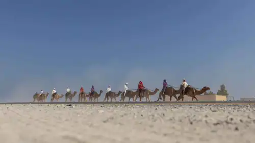 رحلة الهجن من أبو ظبي إلى دبي توثيقاً للتراث الإماراتي