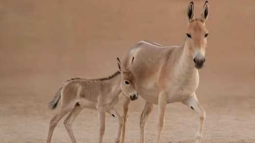 حيوان مهدد بالانقراض يعود للحياة في صحراء السعودية