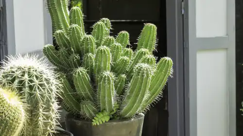 الصبار