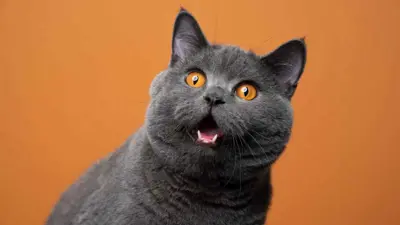 قط