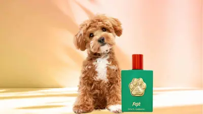 دولتشي آند غابانا تثير غضبًا بعد إطلاقها أول عطر للكلاب