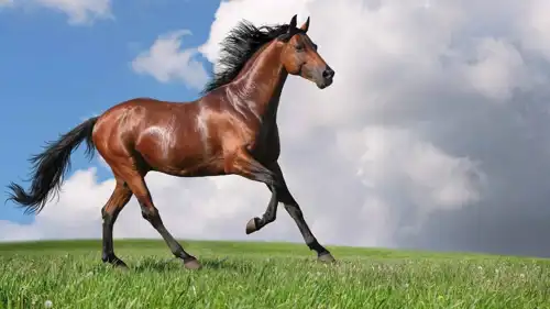 خيول مذعورة تجوب شوارع روما