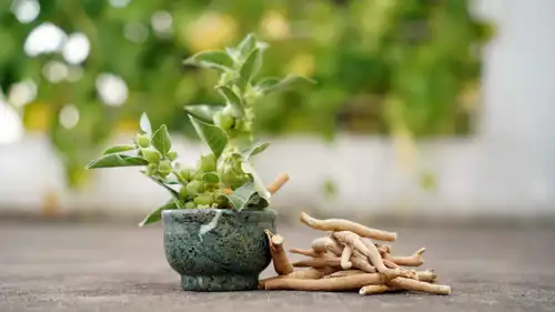  عشبة الأشواغاندا 