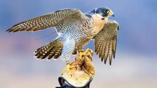 صيد الصقور.. رياضة الفخامة والعراقة