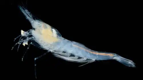 alabama cave shrimp