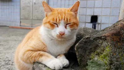 قطة