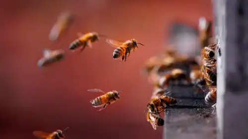 شغالات النحل تختار الملكات عبر منظومة ديمقراطية
