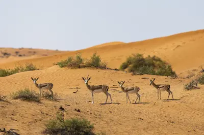 غزال ودلافين دبي